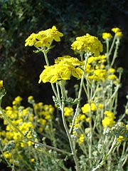 eriophyllum confertiflorum